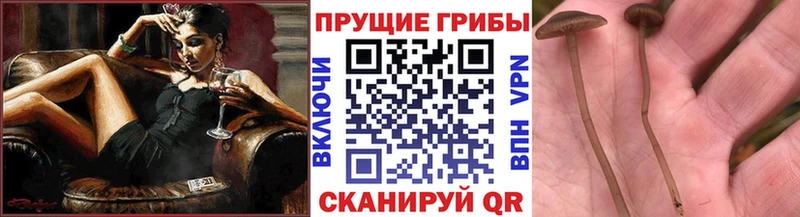 Купить  Качканар  Псилоцибиновые грибы Psilocybe 